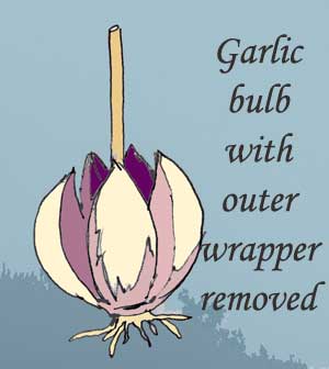Garlic bulb with outer wrapper removed to show five cloves by Susan Fluegel at Grey Duck Garlic